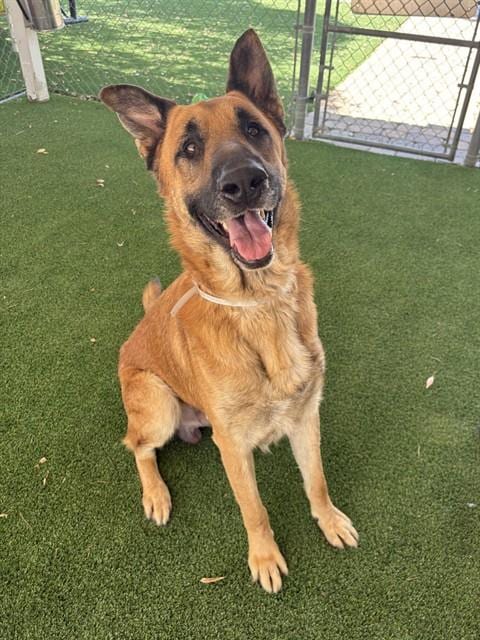 Photo of Taz, adoptable German Shepherd Dog in Castaic, California