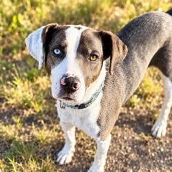 Photo of Bella, adoptable Catahoula Leopard Dog in Frisco, Colorado