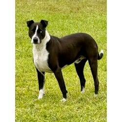 Photo of Ford, adoptable Mixed Breed (Medium) in Port St. Joe, Florida