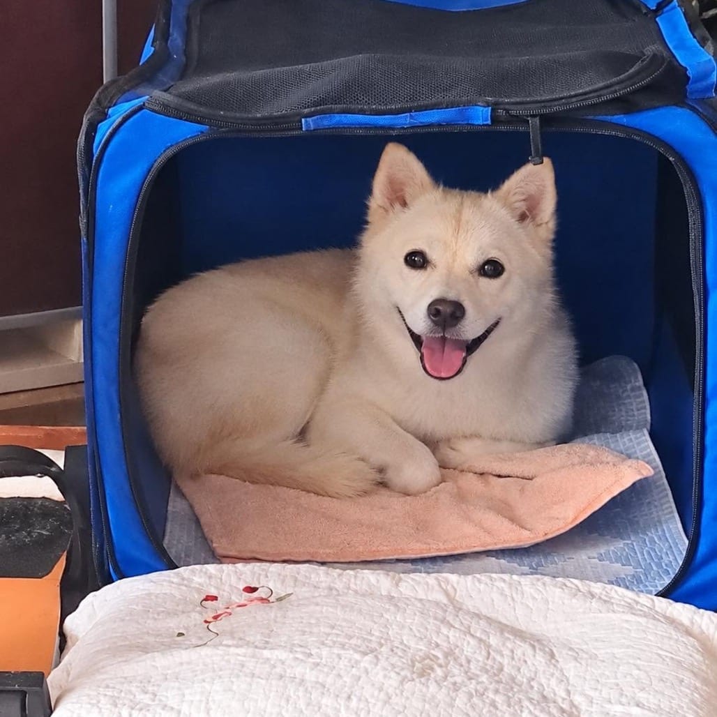 Photo of Tongki, adoptable Korean Jindo / Mix in Bend, Oregon