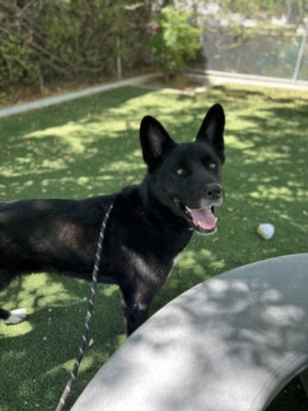 Photo of Bella, adoptable German Shepherd Dog in Chatsworth, California