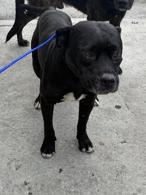Photo of Raul, adoptable Pit Bull Terrier in Miami, Florida