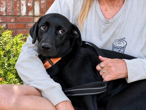 Photo of Sophie, adoptable Labrador Retriever in Clovis, California