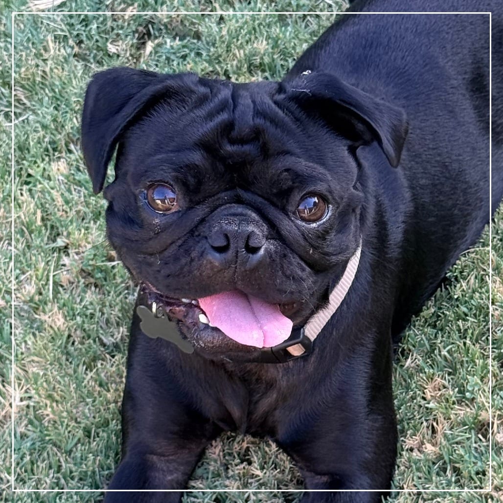 Photo of Speedy, adoptable Pug in California, California