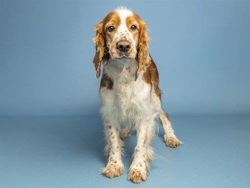 Photo of Ferny, adoptable English Springer Spaniel in Phoenix, Arizona