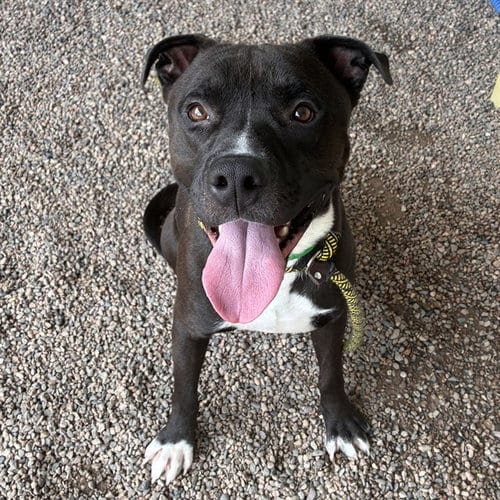 Photo of Silly, adoptable American Pit Bull Terrier in Mesa, Arizona