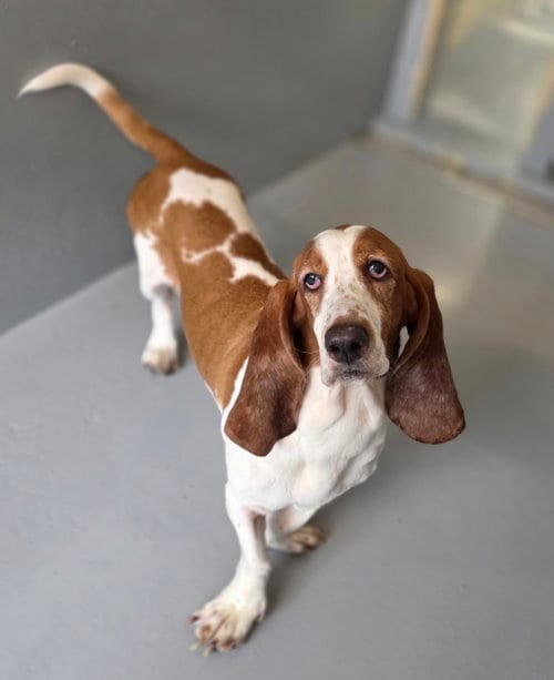 Photo of Amiya, adoptable Basset Hound in Brookville, Ohio