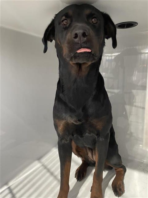 Photo of Senior Rottweiler, adoptable Rottweiler in Houston, Texas