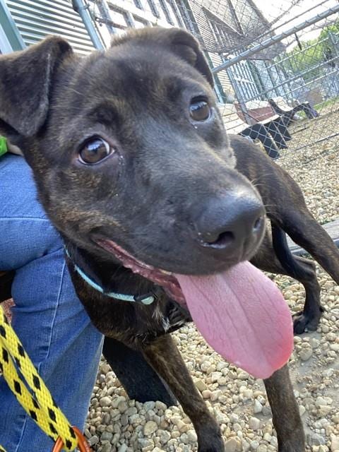 Photo of Dreamer, adoptable Plott Hound in Forestville, Maryland