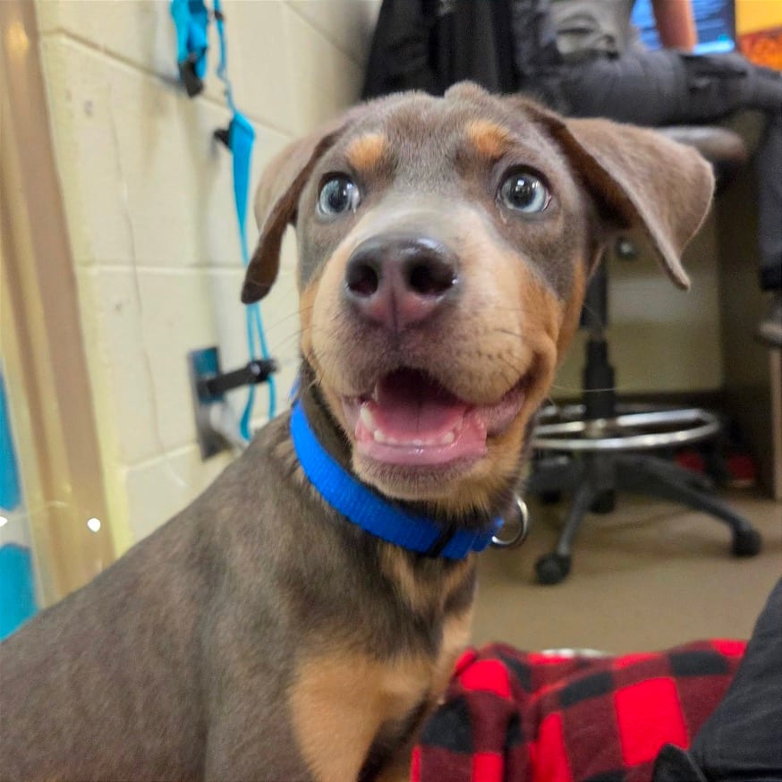 Photo of Madrid, adoptable Mixed Breed (Medium)