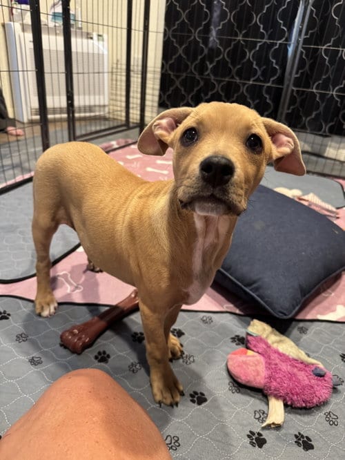 Photo of Guppy, adoptable Pit Bull Terrier in Williamsburg, New Mexico