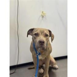 Photo of angel, adoptable Mixed Breed (Medium) in New Castle, Delaware
