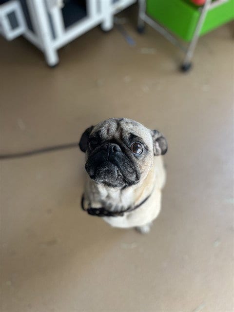 Photo of A275688, adoptable Pug in Chula Vista, California
