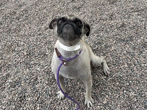 Photo of Eloise, adoptable Pug in Mesa, Arizona
