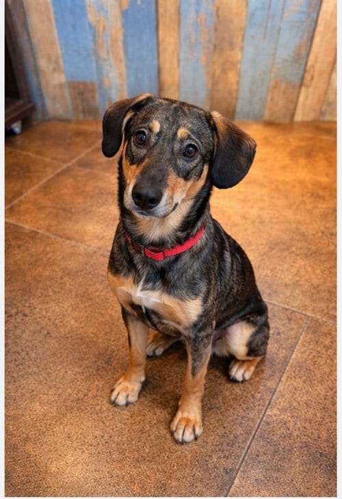 Photo of Tracker, adoptable Cattle Dog in Euless, Texas