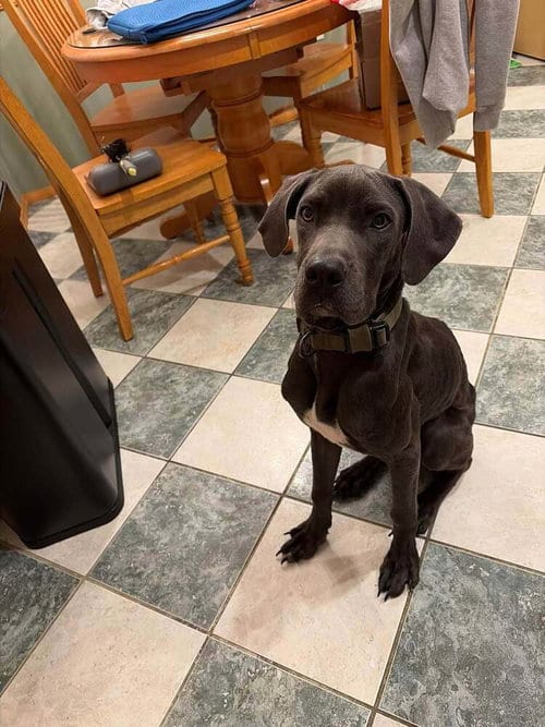Photo of Diamond (AL), adoptable Great Dane in New York, New York