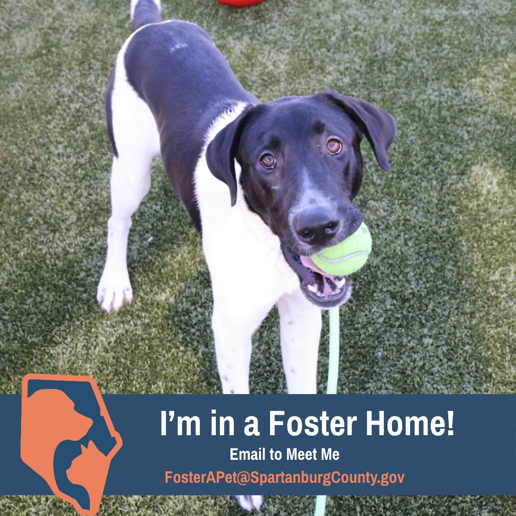 Photo of Galloway, adoptable Pointer / Mix in Spartanburg, South Carolina