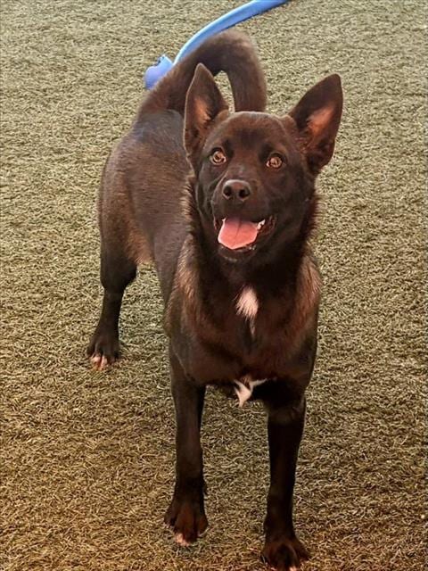 Photo of Lumi, adoptable Australian Kelpie in Salinas, California