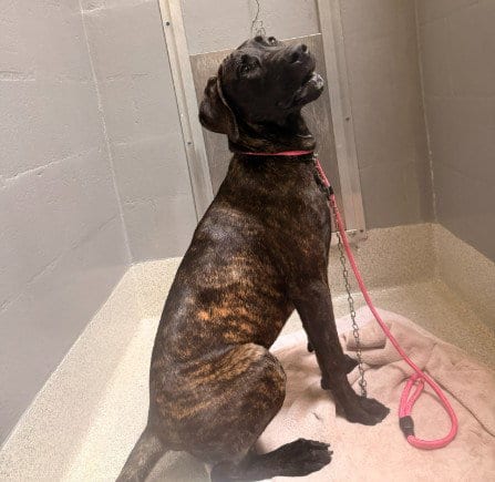 Photo of A053885, adoptable Plott Hound in Alameda, California