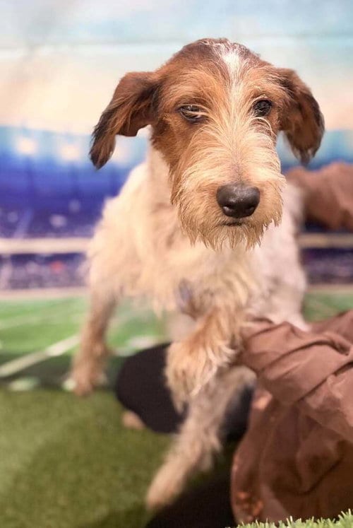 Photo of Linus, adoptable Terrier in New York, New York