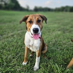 Photo of Rachel, adoptable Australian Shepherd Great Pyrenees in New York, New York