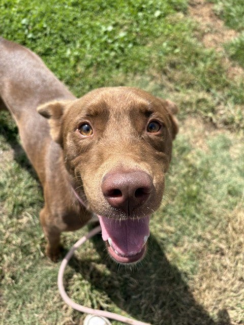 Photo of Brownie, adoptable Chinese Shar-Pei in Pueblo, Colorado