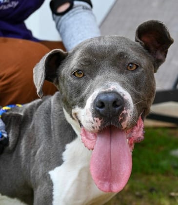 Photo of Renita, adoptable dog in Chamblee, Georgia