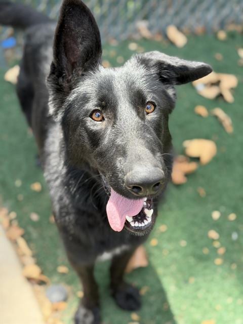 Photo of Lia, adoptable German Shepherd Dog in Chula Vista, California