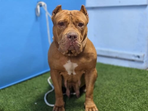 Photo of A5802444, adoptable Pit Bull Terrier in Gardena, California
