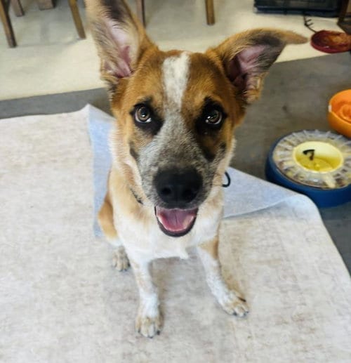 Photo of Jesse, adoptable Australian Cattle Dog/Blue Heeler in Lompoc, California