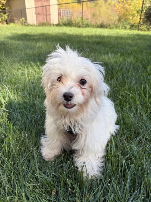 Photo of Walker, adoptable Maltese in St. Louis Park, Minnesota