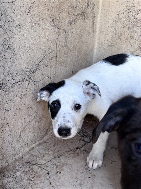 Photo of A481455, adoptable Catahoula Leopard Dog in Oklahoma City, Oklahoma