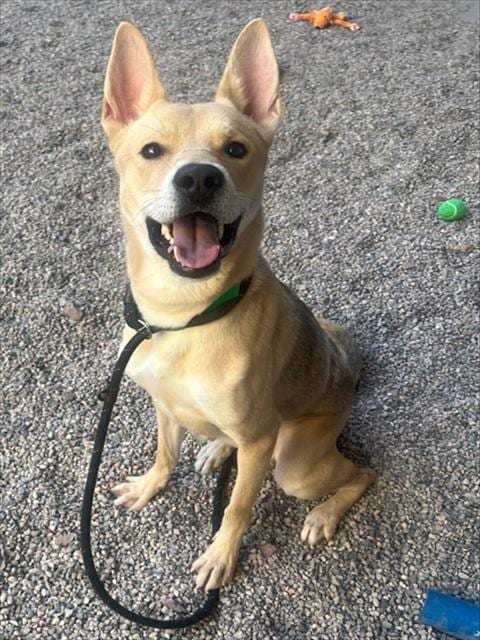 Photo of Stanley, adoptable Siberian Husky in Mesa, Arizona