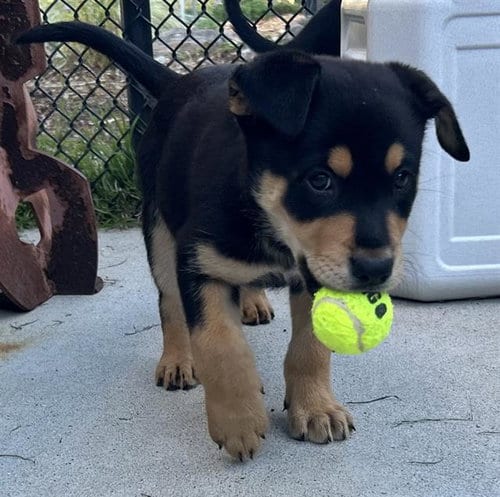 Photo of Gargoyle, adoptable Rottweiler in Santa Cruz, California