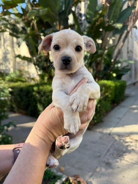 Photo of Cranberry, adoptable Chihuahua in Eugene, Oregon