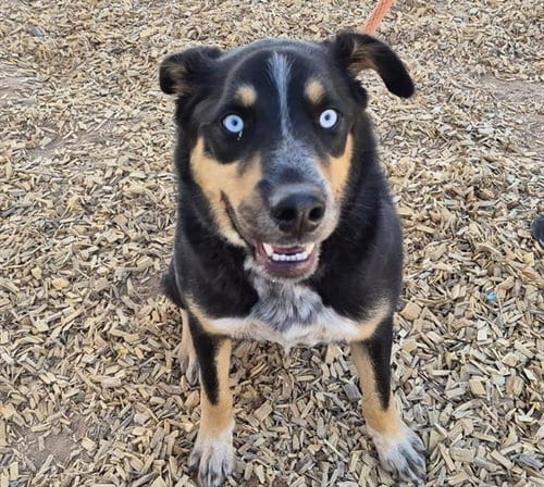 Photo of Thorin, adoptable Rottweiler in Albuquerque, New Mexico