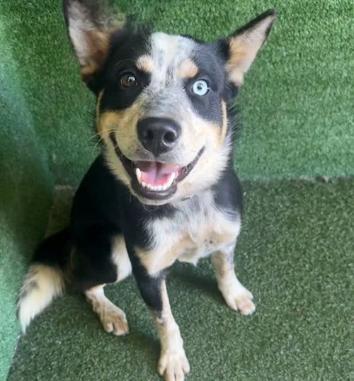 Photo of Norbert, adoptable Australian Cattle Dog/Blue Heeler in Castaic, California