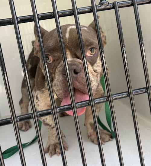 Photo of Todd, adoptable French Bulldog in Tavares, Florida