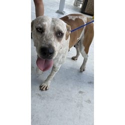 Photo of Linna, adoptable American Bulldog in Doral, Florida