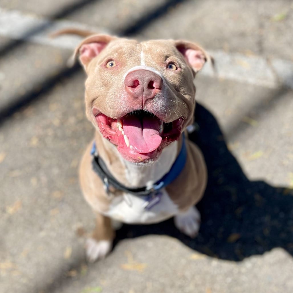 Photo of Bundles, adoptable Mixed Breed (Large) in San Francisco, California