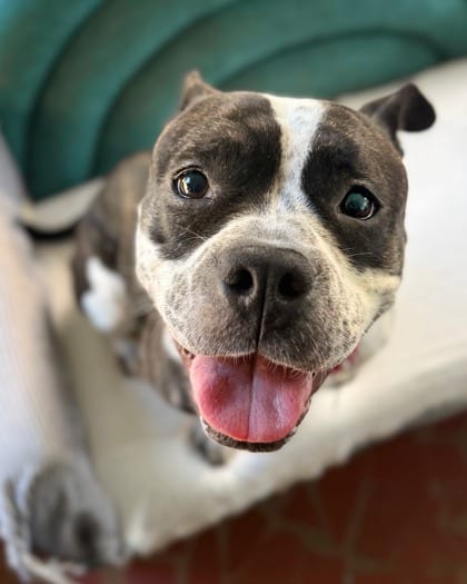 Photo of Precious, adoptable dog in Atlanta, Georgia