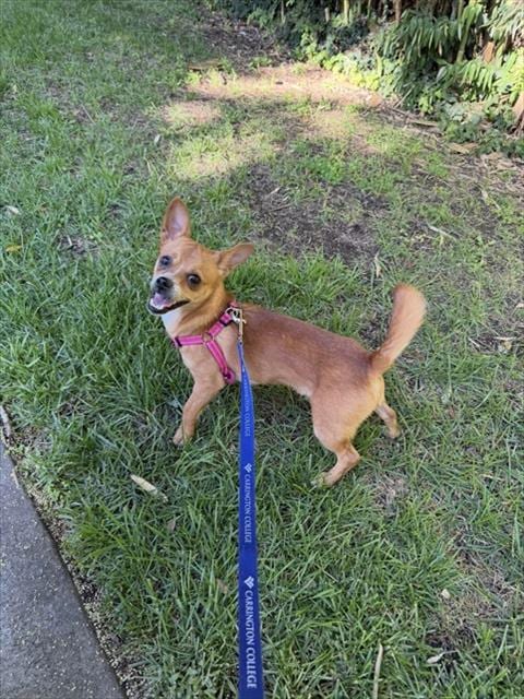 Photo of Senior Chihuahua - Smooth Coated mix, adoptable Chihuahua - Smooth Coated mix in San José, California