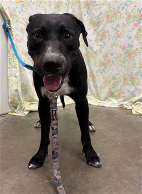 Photo of Clover, adoptable Labrador Retriever in Rosenberg, Texas