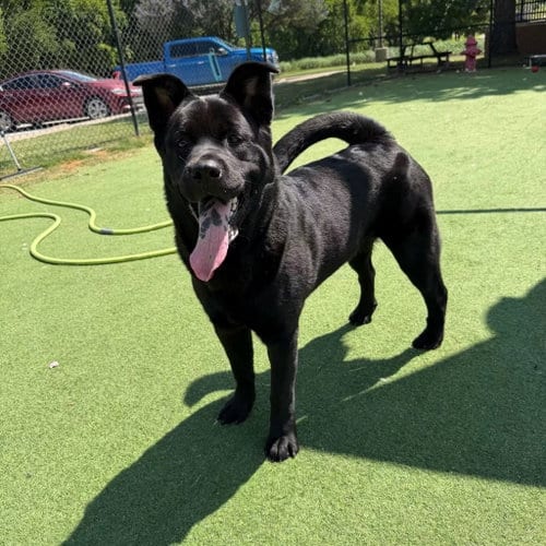 Photo of Osita, adoptable Rottweiler in NEWPORT NH, New Hampshire
