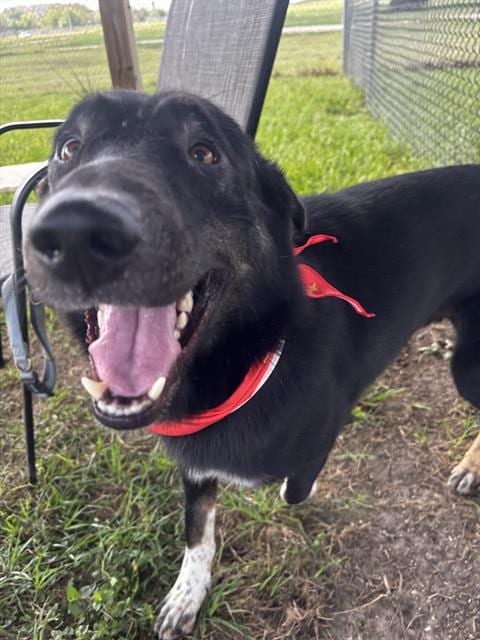 Photo of Smokey, adoptable German Shepherd Dog in Rosenberg, Texas