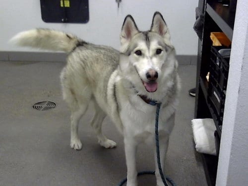 Photo of Bandit, adoptable Siberian Husky in Mesa, Arizona