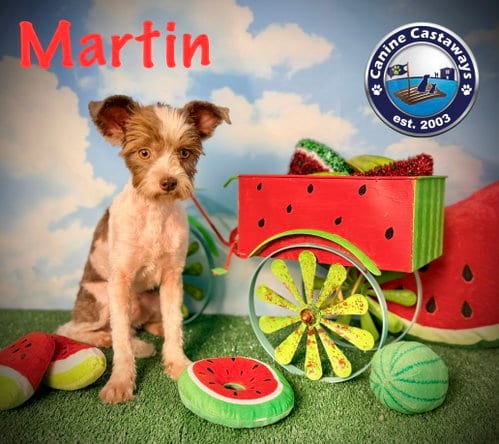 Photo of Martin, adoptable Shih Tzu in Arcadia, Florida