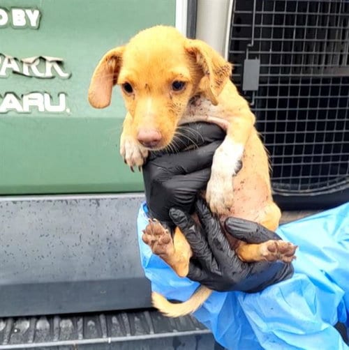 Photo of Lala, adoptable Terrier in San Antonio, Texas