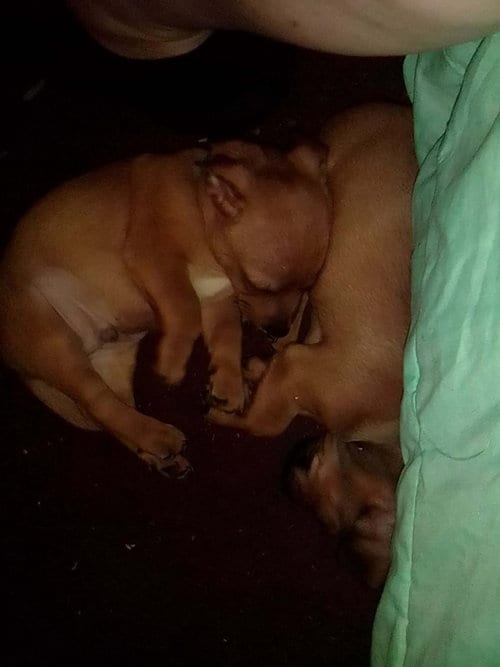 Photo of Hotel : Hyatt, adoptable Chihuahua in Aurora, Indiana