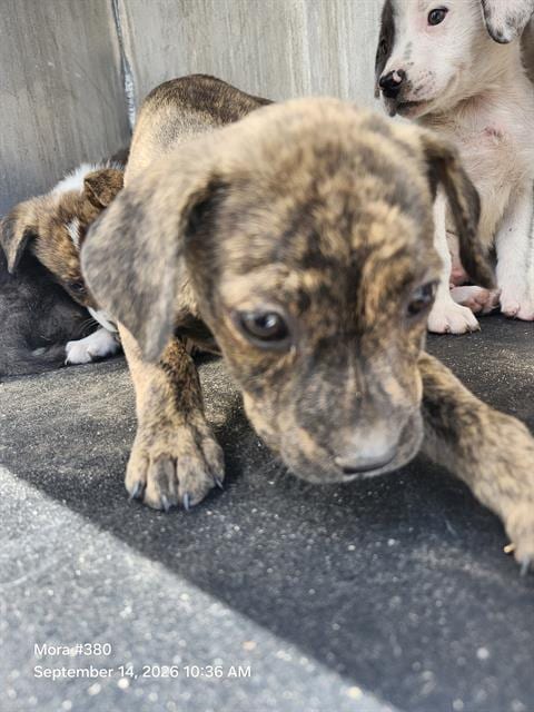 Photo of Casey, adoptable American Staffordshire Terrier in San Antonio, Texas